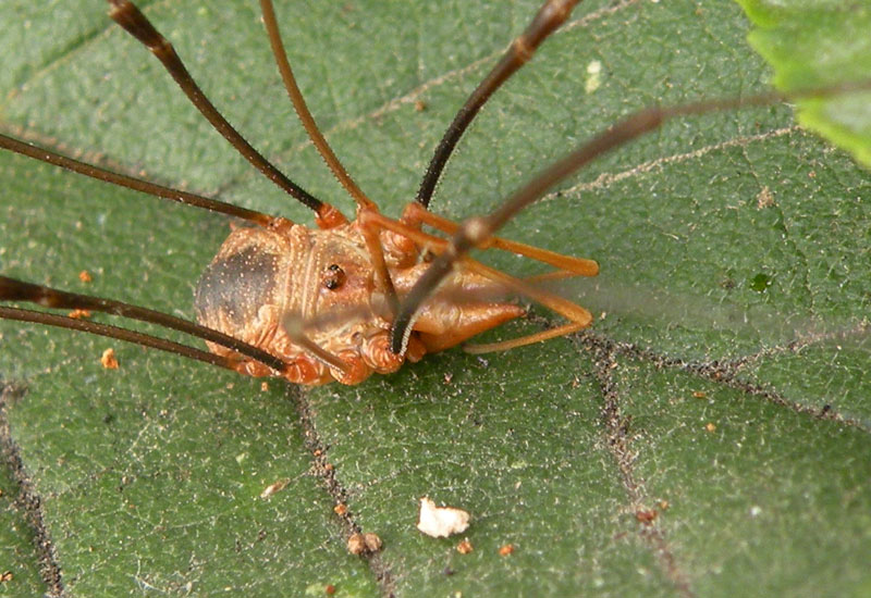 Opilioni emiliani - Phalang. opilio (m/f) - O. transversalis